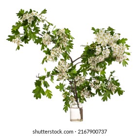 Flowering Branch Of Hawthorn In A Vessel With Water.
