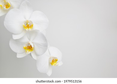 Flowering branch orchid Phalaenopsis or Moth dendrobium, close-up. The branch of orchids on a white background. A beautiful branch of a white orchid. Can be used as nature flower background.  - Powered by Shutterstock