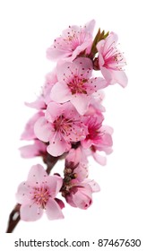 Flowering branch of peach. Isolated on white background