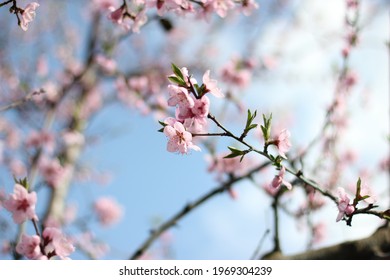 flowering branch of a peach tree - Shutterstock ID 1969304239