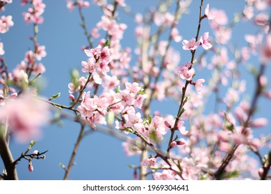flowering branch of a peach tree - Shutterstock ID 1969304641