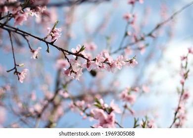 flowering branch of a peach tree - Shutterstock ID 1969305088