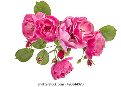Flowering branch of pink wild rose flowers isolated on white