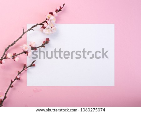 Flowering branch of a plum tree on pink frame.