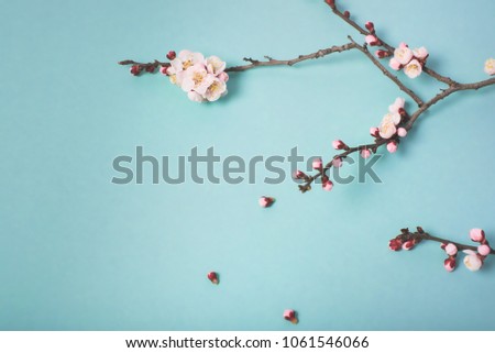 Flowering branch of a plum tree . View from above.