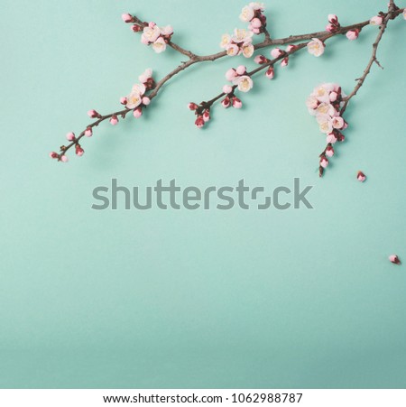Flowering branch of a plum tree . View from above.