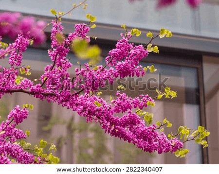 A flowering branch of a tree with pink petals — Cercis chinensis Bunge.