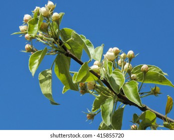 Flowering branches of apple trees