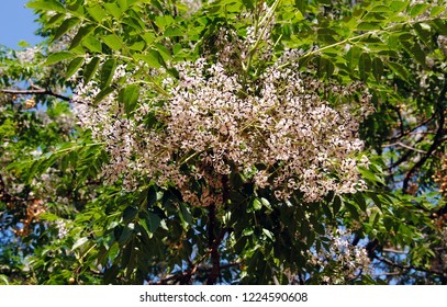 Flowering Branches With Big Clusters Of White And Purple Flowers Of A Chinaberrytree Or Chinaberry Or Bead Tree (Melia Azedarach) In The Alcantara Gorges On Sicily, Italy