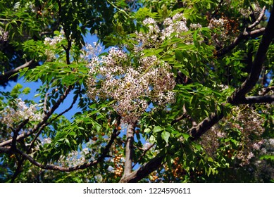 Flowering Branches With Big Clusters Of White And Purple Flowers Of A Chinaberrytree Or Chinaberry Or Bead Tree (Melia Azedarach) In The Alcantara Gorges On Sicily, Italy