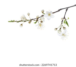 Flowering branches of Cherry Plum isolated on white background.  Selective focus. - Powered by Shutterstock