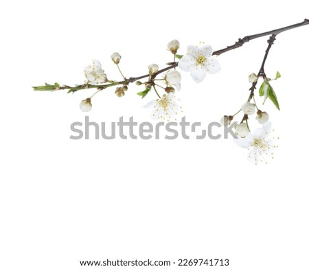 Flowering branches of Cherry Plum isolated on white background.  Selective focus.