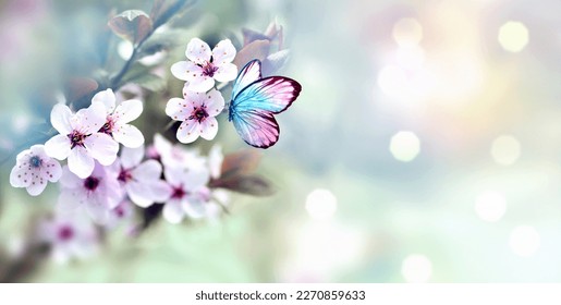 Flowering branches and petals on a blurred background and butterfly. Spring concept. - Powered by Shutterstock