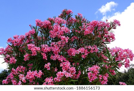 Flowering branches of pink Oleander Nerium tree under the blue sky