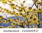 Flowering branches of Witch Hazel (Hamamelis virginiana) close-up. Yellow flowers. Early spring flowers. Spring floral selective focus