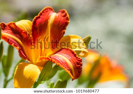 Flowering bright daylily in summer garden background, Hemerocallis flower, Frans Hals, blooming day lily flowers with bokeh