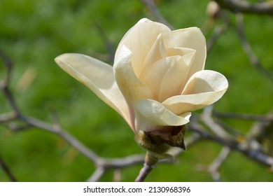 Flowering Bright Magnolia (family Magnoliaceae) On A Sunny Day, Green Background