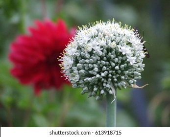 Flowering Bulbs And Red Dahlia