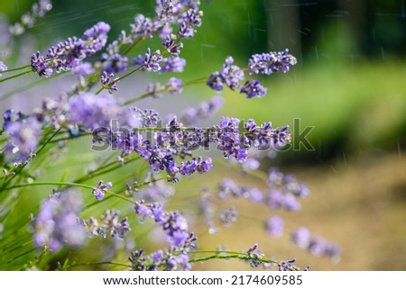 Similar – #A# Purple Way Environment