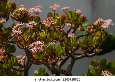 Flowering bush of jade plant - Crassula ovata, Lucky plant, Money plant with many white-pink flowers and red-green leaves