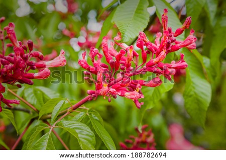Flowering bush of red chestnut - Aesculus pavia Koehnei