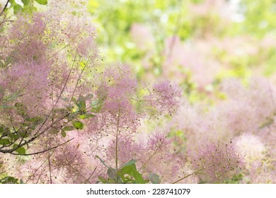 Flowering Bush Smoke Tree