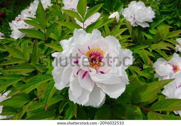                A flowering bush of a tree peony with\
large white flowers. Blooming peonies in the botanical garden of\
the city of Yalta in the Crimea. Spring flowering of peonies.      \
         
