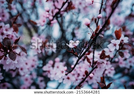 flowering bushes of pink plums. beautiful spring flowers on the trees