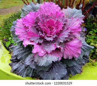 flowering cabbage after a rainstorm