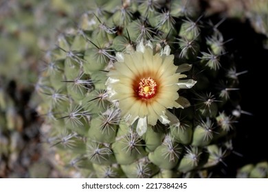 A Flowering Cactus In The Desert Botanical Garden