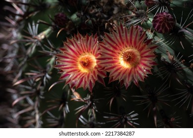 A Flowering Cactus In The Desert Botanical Garden