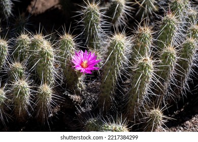 A Flowering Cactus In The Desert Botanical Garden