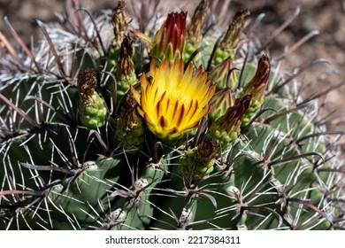 A Flowering Cactus In The Desert Botanical Garden