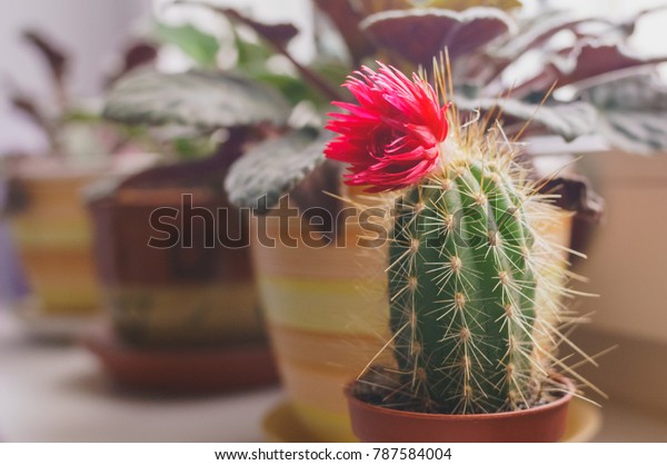 Flowering Cactus Pot On Windowsill Stock Photo Edit Now 787584004