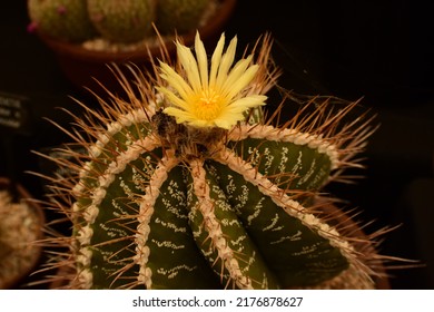 Flowering Cactus Seen In RHS Hampton Court Flower Show