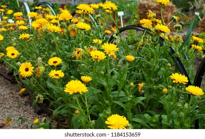 Flowering Calendula Flowers In An Urban Garden