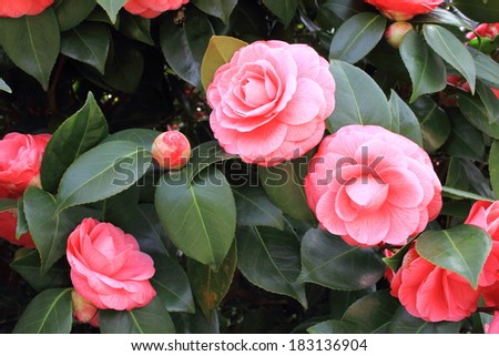 flowering camellia gardens and parks Italian
