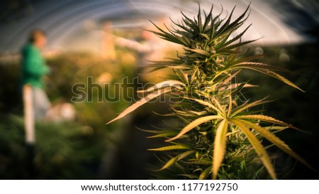 Flowering cannabis plant and out of focus unrecognizable people behind working in the greenhouse in a medical cannabis farm.