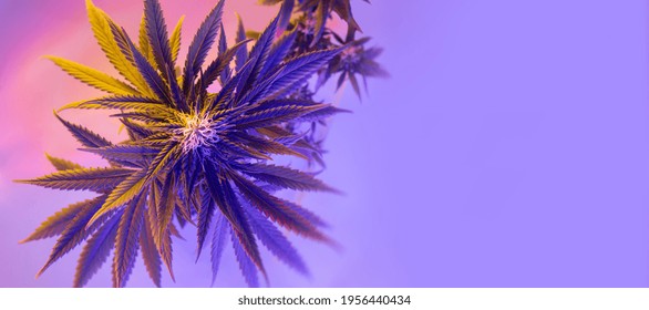 Flowering cannabis plant top view. Banner with medicinal marijuana. Fresh modern and trendy new look of medicinal hemp. Beautiful aesthetic bush of cannabis female plant.