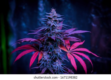Flowering cannabis plants growing indoor garden at 