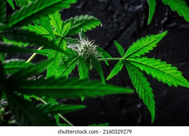Flowering cannabis plants with vibrant green leaves and white stigmas. Growing marijuana for medicinal purposes. Lush foliage on a black background