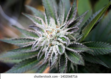 Flowering Cannabis Purple Punch Marijuana Plant