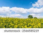 Flowering Canola or rapeseed cultivated field at sunny spring day. Blooming Rapeseed flowers against the blue sky.