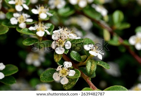 Flowering carpet cotoneaster in spring