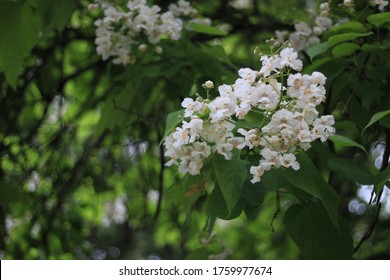 Flowering catalpa tree or pasta tree. Selective focus. Blurred background