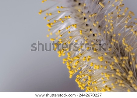 Flowering catkins or buds, willow, grey willow, goat willow in early spring. Macro of pollen