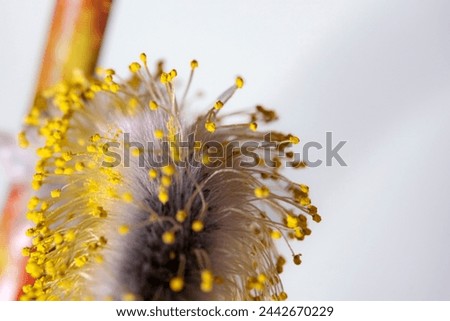 Flowering catkins or buds, willow, grey willow, goat willow in early spring. Macro of pollen