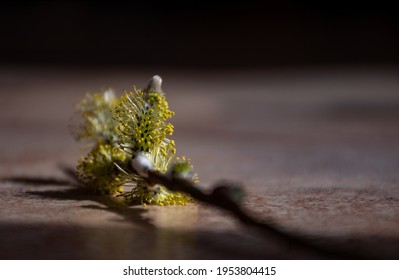 Flowering Catkins From A Goat Willow Tree.