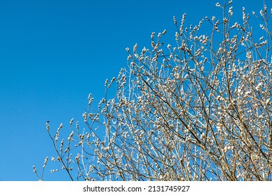 Flowering catkins in spring with blue sky in Austria