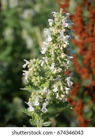 Flowering Catnip Plant Growing Wild In Nebraska.